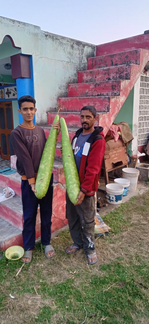 देसी खाद के उपयोग से दसेरन जेरी के किसान नरेश कुमार के खेतों में उगी करीब तीन तीन फुट लंबी और सात सात किलो वजनी लौकी