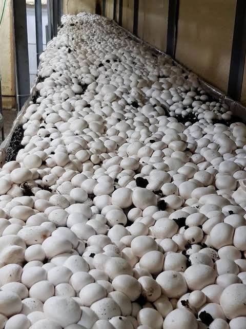 कृषि विज्ञान केंद्र कंडाघाट में 4 से 8 सितंबर 2025 तक पांच दिवसीय मशरूम उत्पादन प्रशिक्षण शिविर