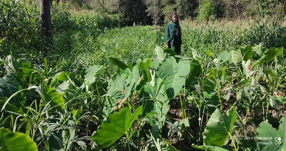 वर्षों पुरानी सिंचाई नहर बहाल,3 हेक्टेयर भूमि हुई फिर से खेती योग्य